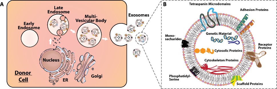 Enlarged view: Exosomes engineering